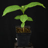 Banisteriopsis caapi