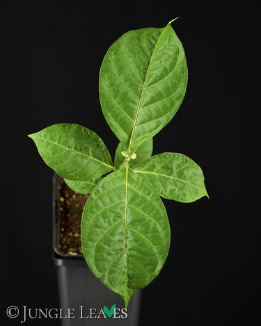 Banisteriopsis caapi