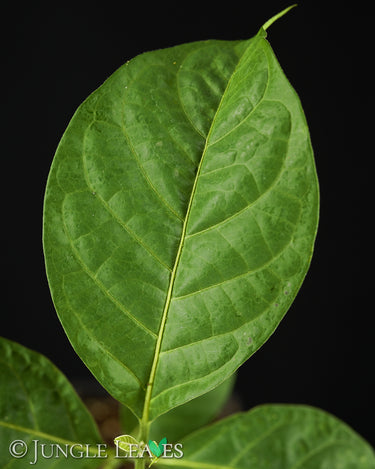 Banisteriopsis caapi