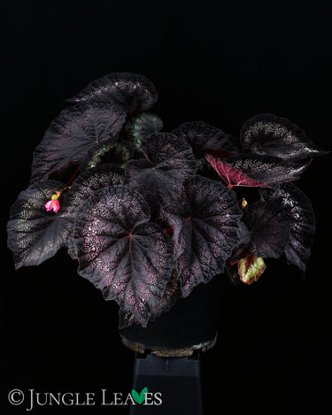 Begonia 'Black Knight'