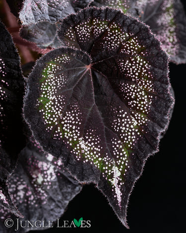 Begonia 'Black Knight'