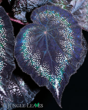 Begonia 'Black Knight'