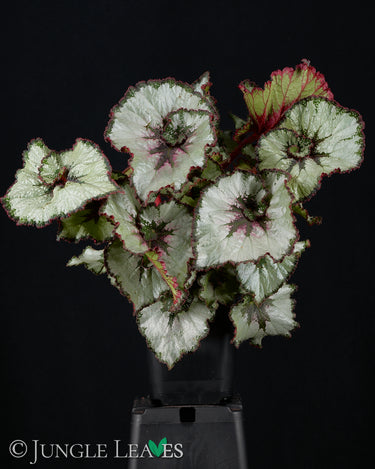 Begonia 'Escargot Silver'