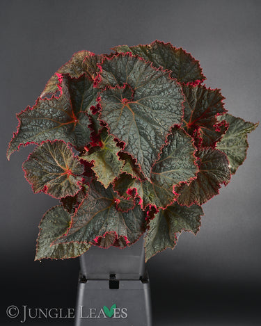 Begonia 'Midnight Magic'