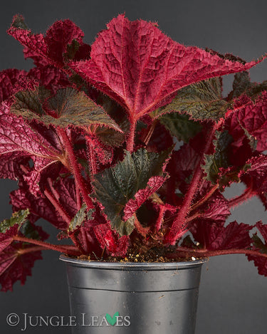 Begonia 'Midnight Magic'