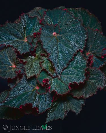 Begonia 'Midnight Magic'