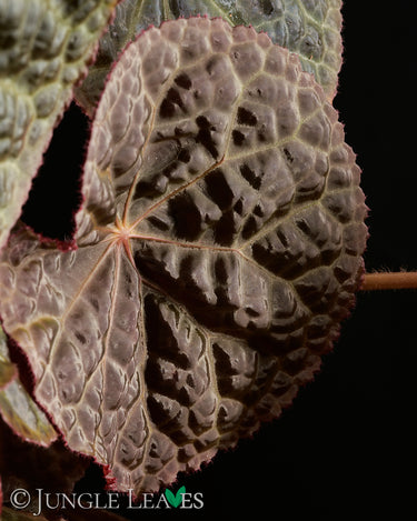 Begonia 'Mumtaz'