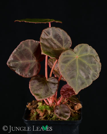 Begonia 'Mumtaz'