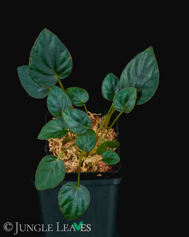 Begonia 'Nightfall'