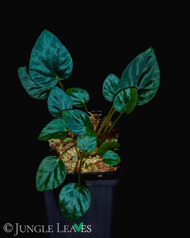 Begonia 'Nightfall'