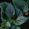 Begonia 'Nightfall'