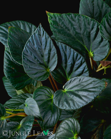 Begonia 'Nightfall'