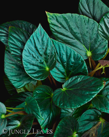 Begonia 'Nightfall'
