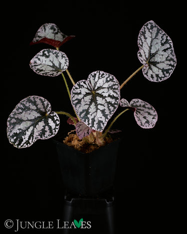 Begonia 'Silver Lace'