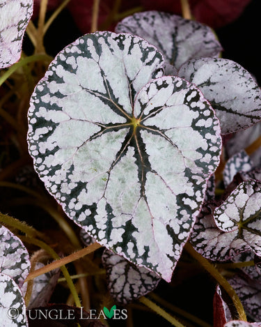 Begonia 'Silver Lace'