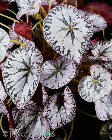 Begonia 'Silver Lace'