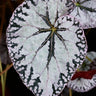 Begonia 'Silver Lace'