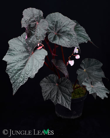 Begonia 'Taconite'