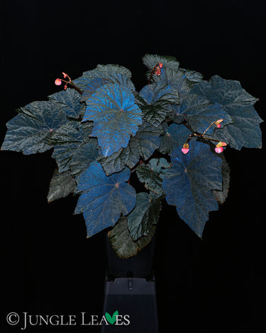 Begonia U485