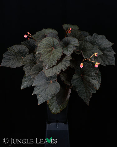 Begonia U485