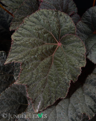 Begonia U485