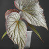 Begonia U508
