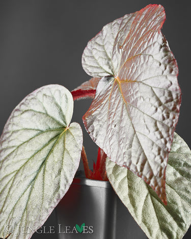Begonia U508