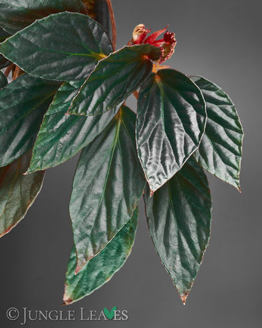 Begonia U639