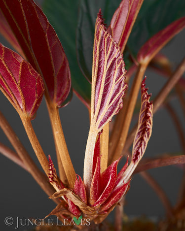 Junges Blatt