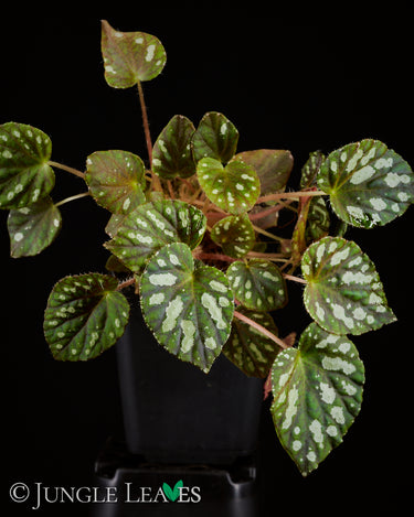Begonia U681 sp. China
