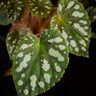 Begonia U681 sp. China