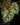 Begonia U681 sp. China