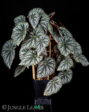 Begonia aff. aiensis