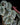 Begonia aff. aiensis