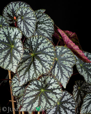 Begonia aff. aiensis