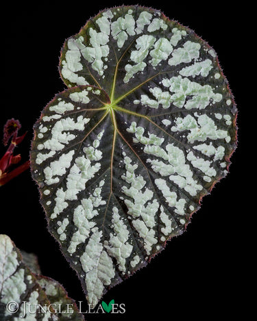 Begonia aff. aiensis
