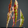 Begonia amphioxus