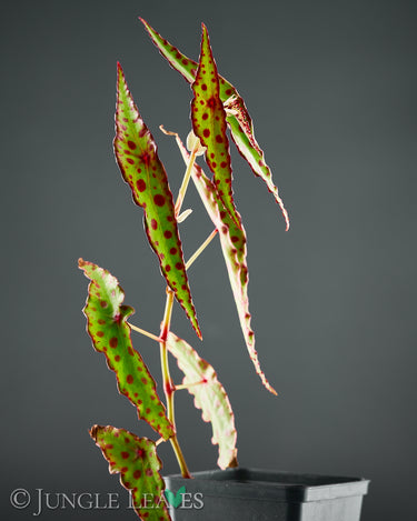 Begonia amphioxus