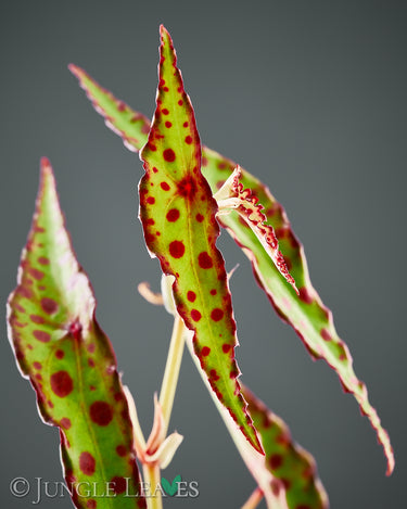 Begonia amphioxus