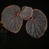 Begonia baik