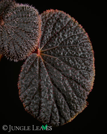 Begonia baik