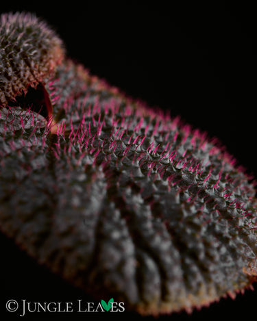 Begonia baik