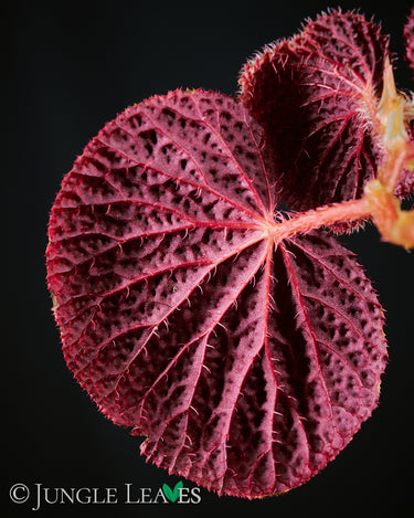 Begonia baik