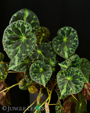 Begonia barsalouxiae
