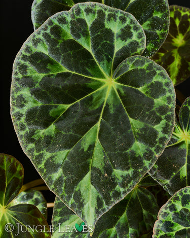 Begonia barsalouxiae