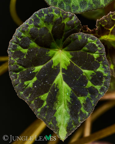 Begonia barsalouxiae