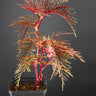 Begonia bipinnatifida