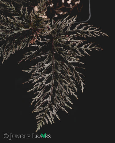 Begonia bipinnatifida