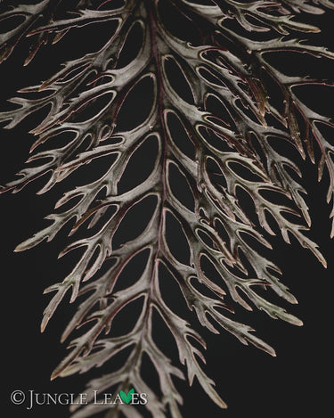 Begonia bipinnatifida