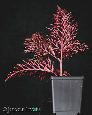 Begonia bipinnatifida